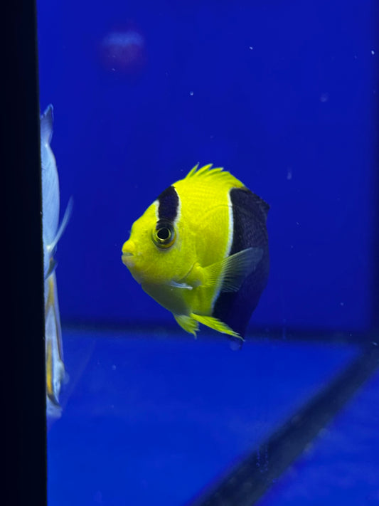 Centropyge bicolor | Pez ángel bicolor o de dos colores - CoralMastery | PECES