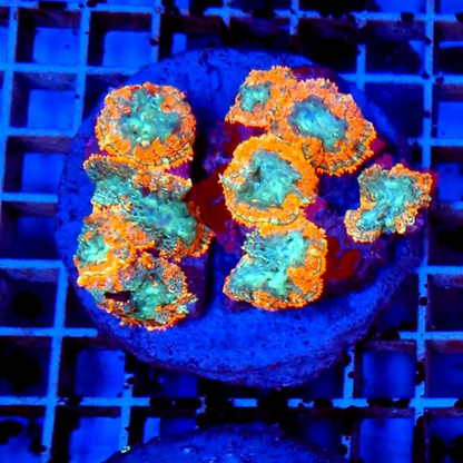 Rhodactis Orange Ring