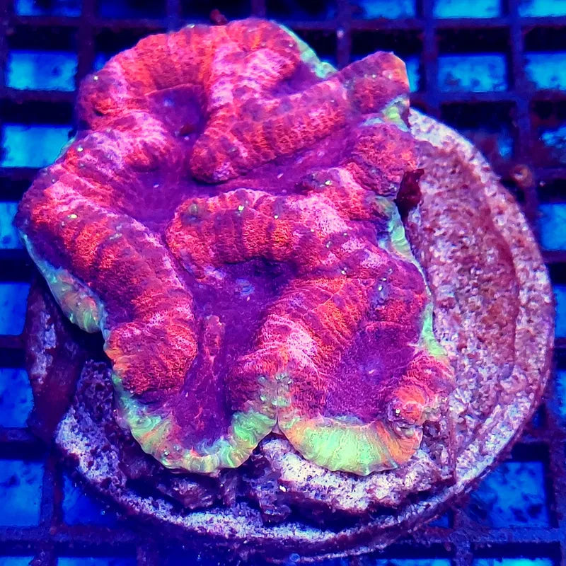 Symphyllia sp. WYSIWYG "Red Rim & Dark Blue Center" (Coral cerebro de borde rojo y centro azul) L020 - CoralMastery