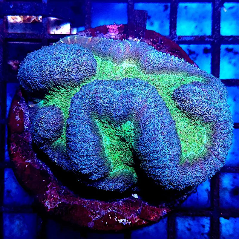 Symphyllia sp. WYSIWYG "Green Center & Dark Blue Rim" (Coral cerebro de centro verde y borde azul oscuro) L003 - CoralMastery