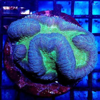 Symphyllia sp. WYSIWYG "Green Center & Dark Blue Rim" (Coral cerebro de centro verde y borde azul oscuro) L003 - CoralMastery