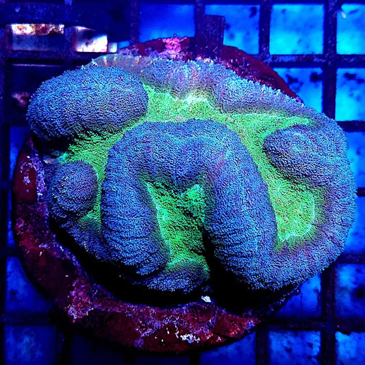 Symphyllia sp. WYSIWYG "Green Center & Dark Blue Rim" (Coral cerebro de centro verde y borde azul oscuro) L003 - CoralMastery