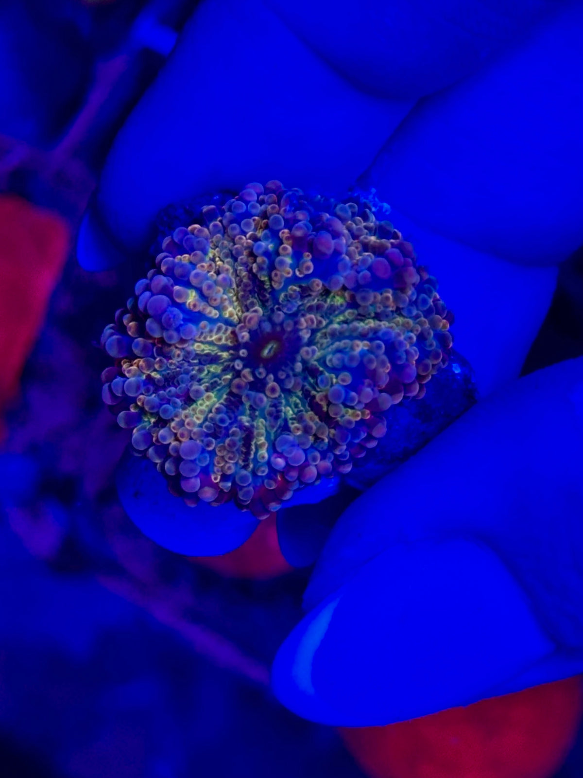 Ricordea - MULTICOLOR