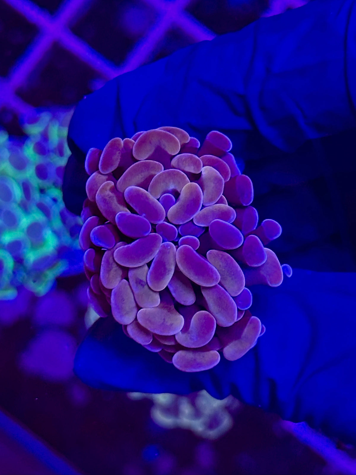 EUPHYLLIA paraancora PURPLE