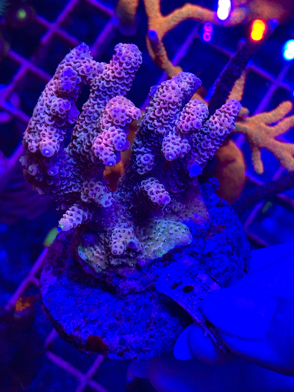 Acropora spp. WYSIWYG 003