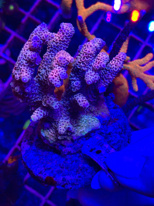 Acropora spp. WYSIWYG 003