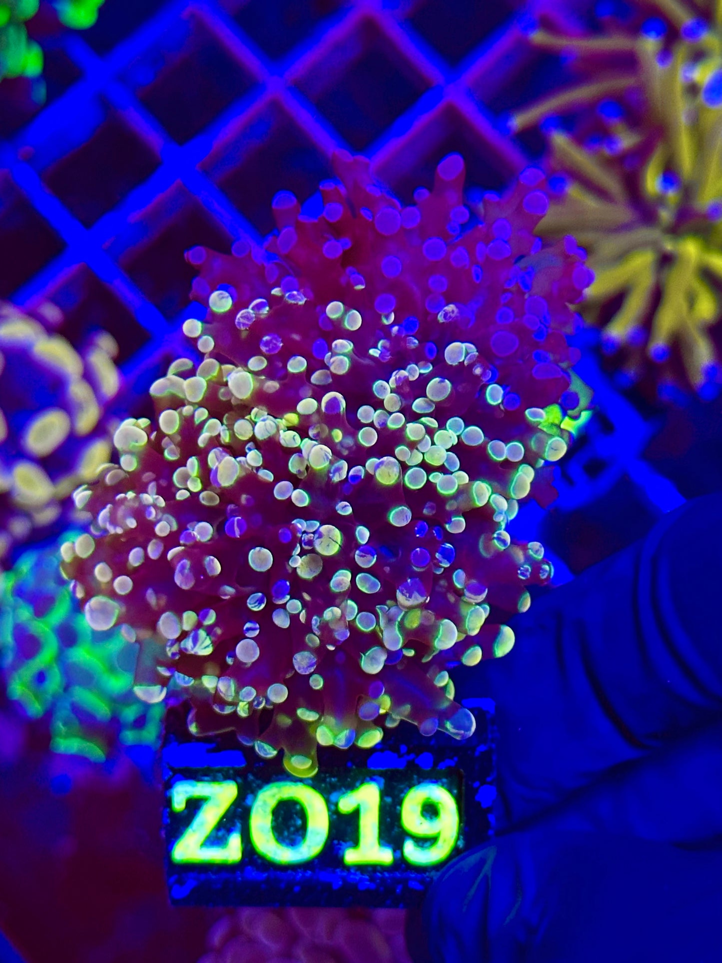 Euphyllia Paradivisa GRAFTED