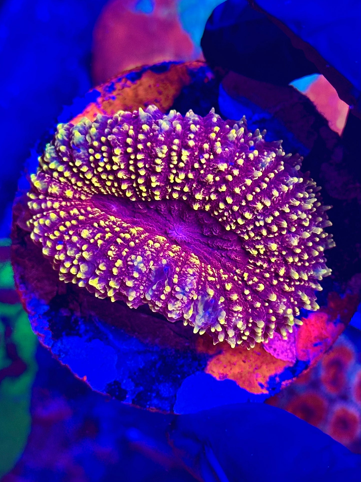 LOBOPHYLLIA SUNSET - WYSIWYG