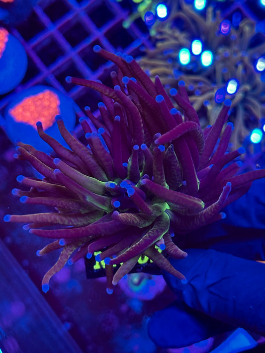 Euphyllia TORCH JOKER