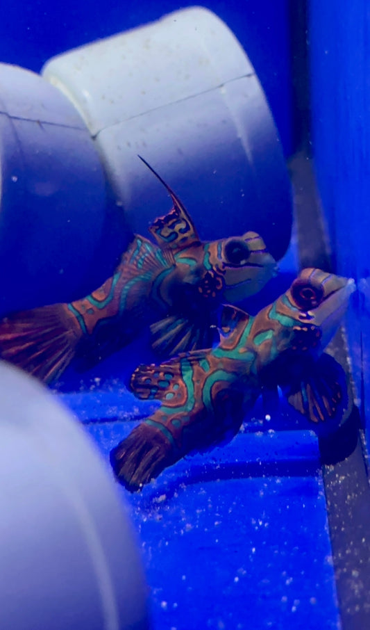 !PAREJA! Mandarin - Synchiropus splendidus