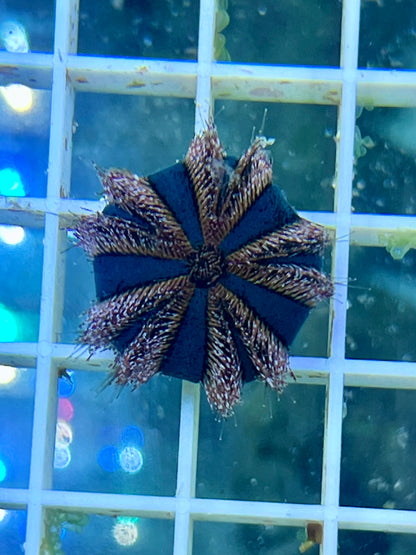 Mespilia globulus (Erizo de púas cortas o Erizo globo)