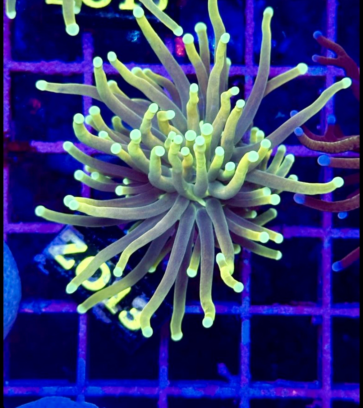 Euphyllia TORCH Holy