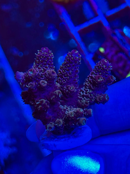 Acropora spathulata “Pink & Blue”
