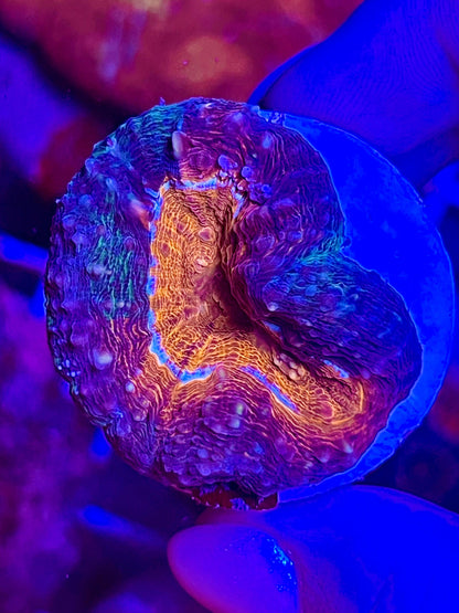 Lobophyllia ULTRA ORANGE