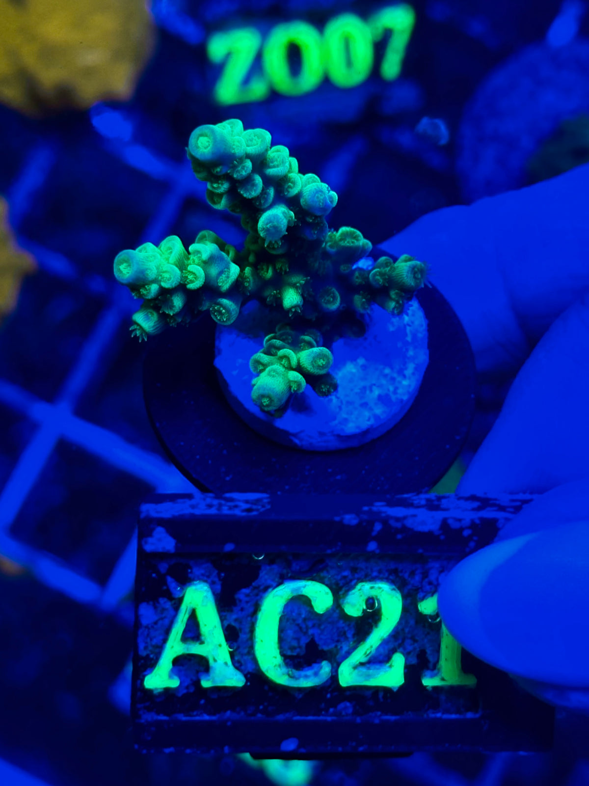 Acropora millepora “Neon Yellow”