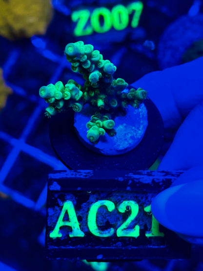 Acropora millepora “Neon Yellow”