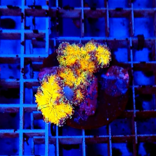 Ricordea Rainbow Yellow