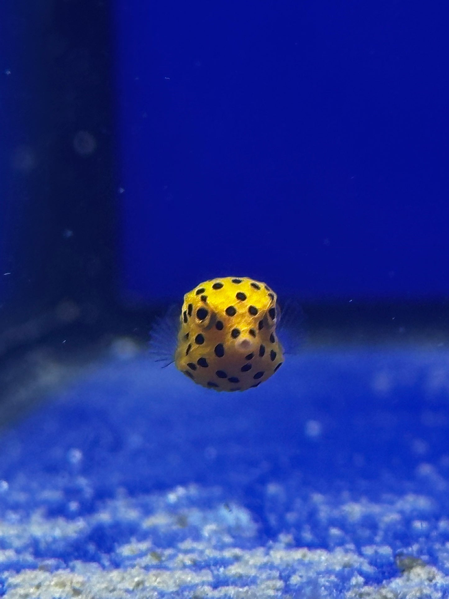 Pez Cofre Amarillo - Ostracion cubicum