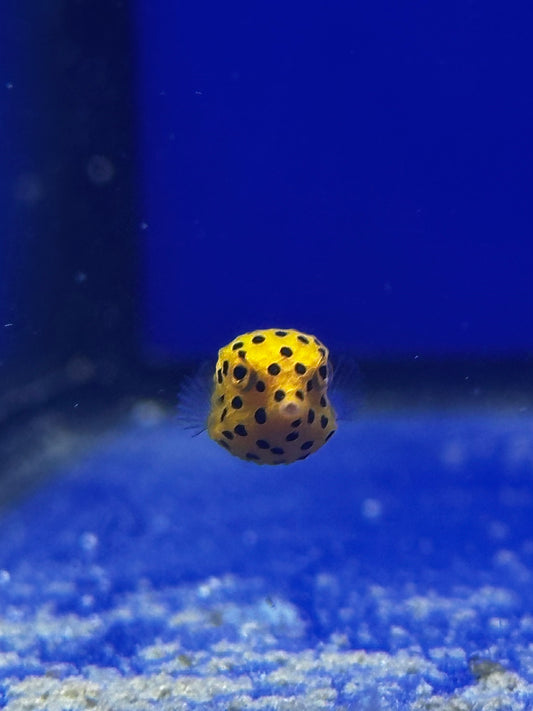 Pez Cofre Amarillo - Ostracion cubicum