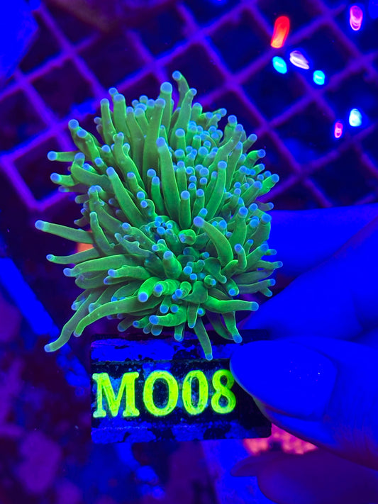 Euphyllia TORCH TOXIC GREEN