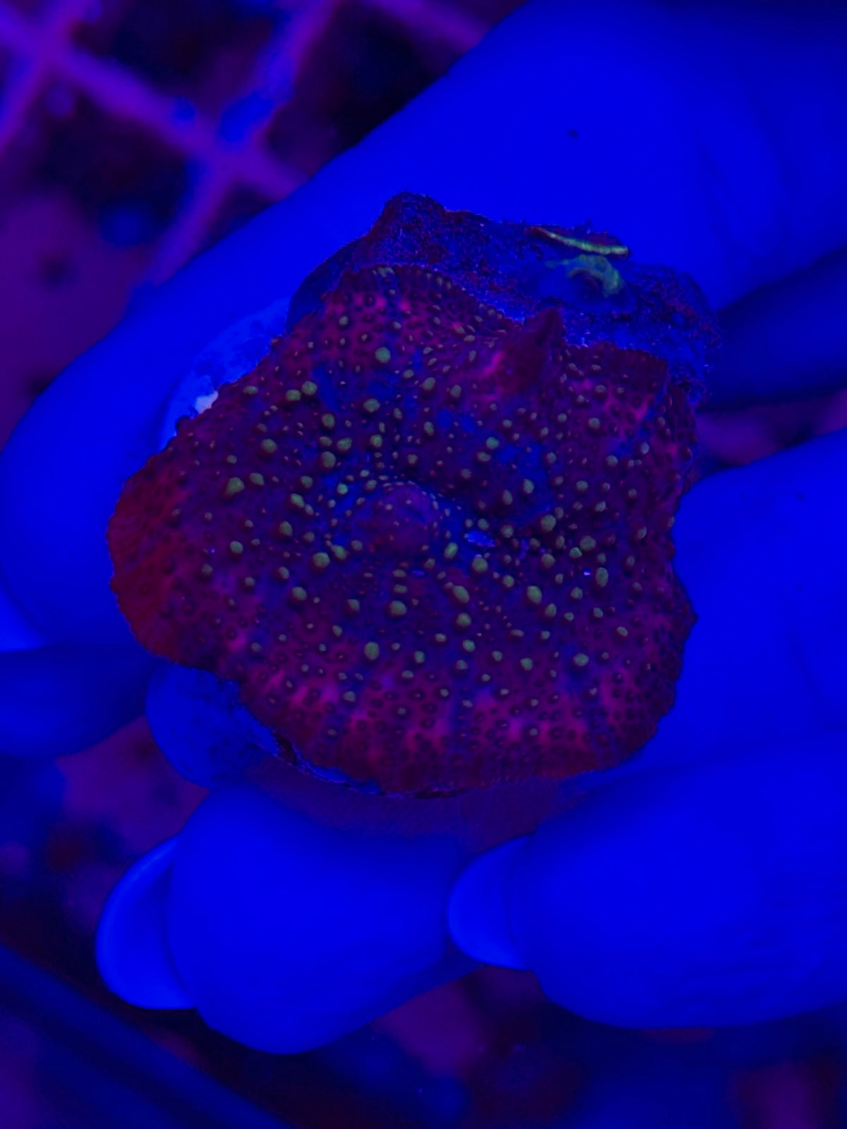 Discosoma WYSIWYG 001