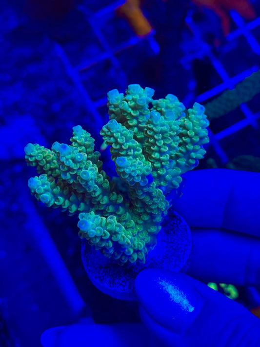 Acropora millepora “Neon Yellow”