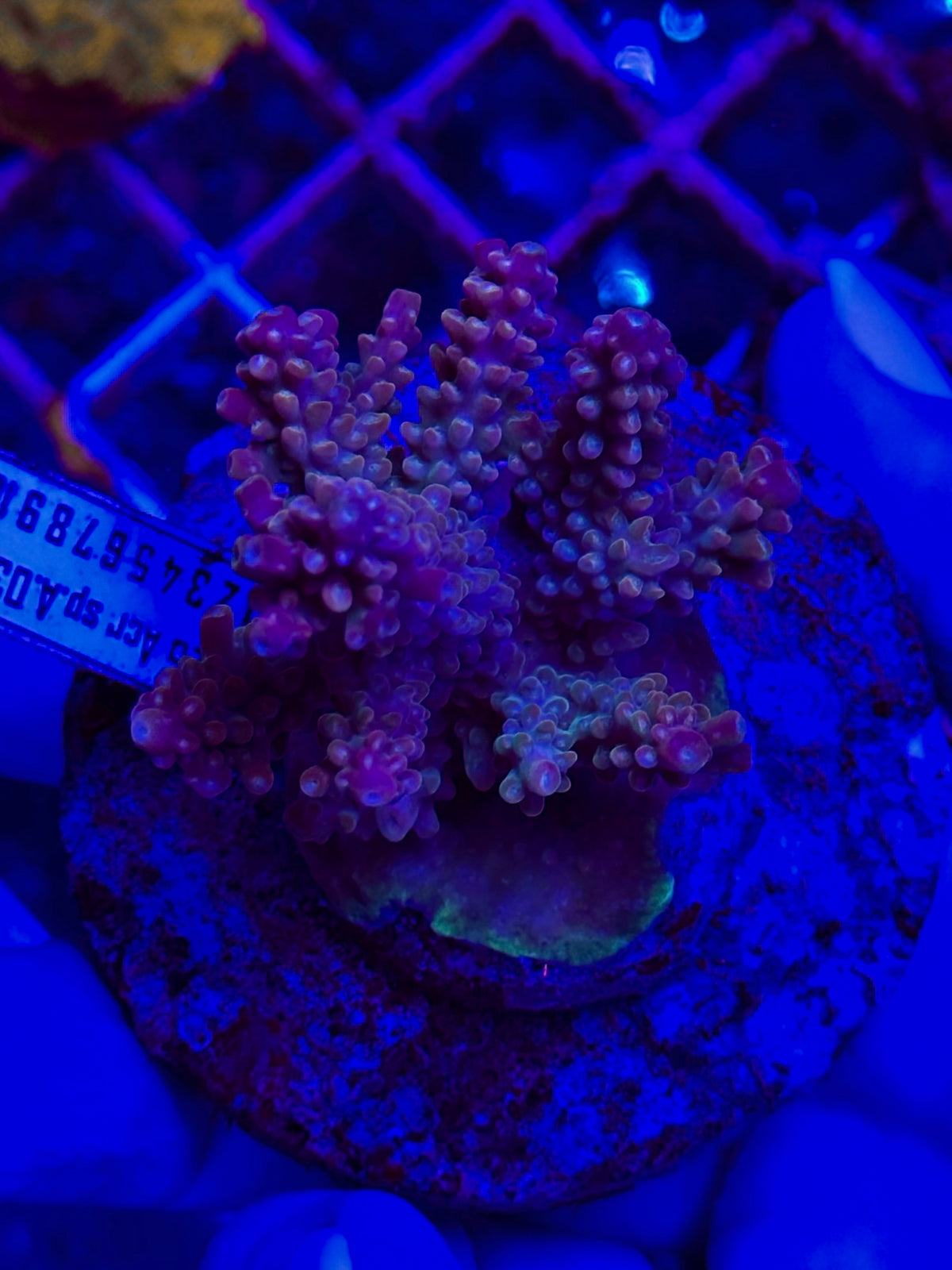 Acropora spp. WYSIWYG 010