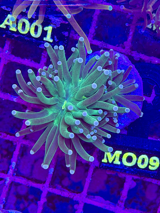 Euphyllia TORCH - GREEN SKY TIPS WYSIWYG M009