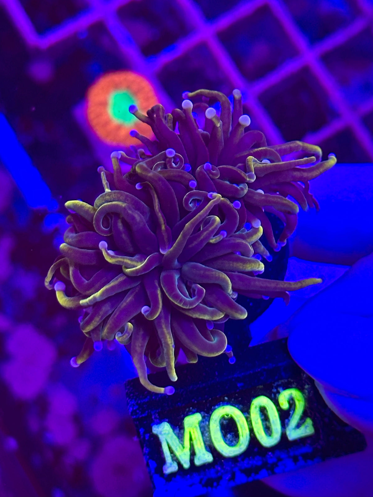 Euphyllia TORCH - GOLD COTTON CANDY TIPS