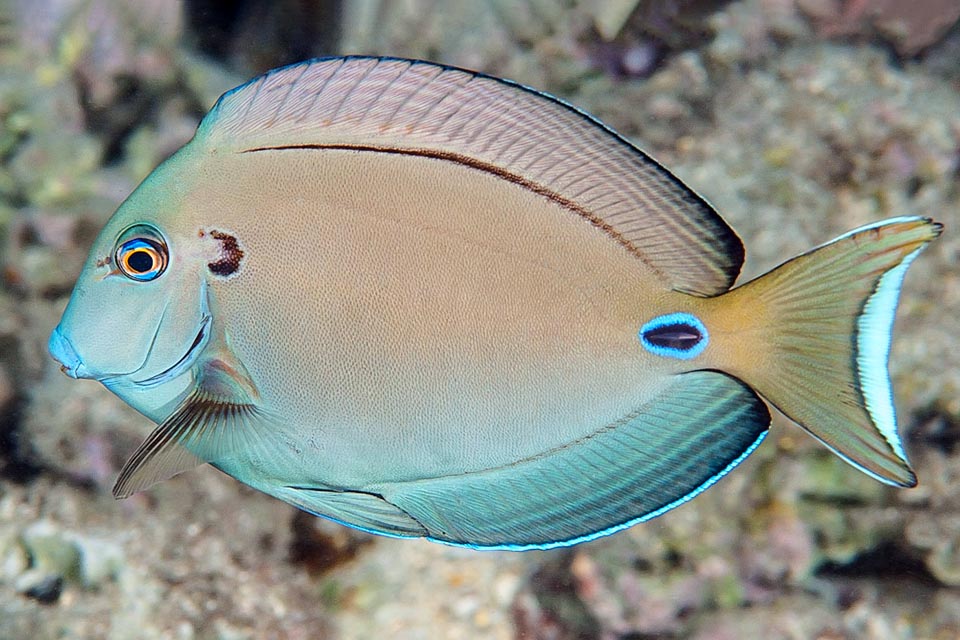 Acanthurus tennentii – Pez Cirujano Teniente