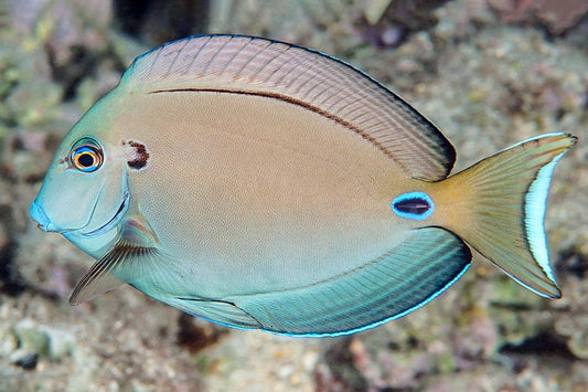 Acanthurus tennentii – Pez Cirujano Teniente