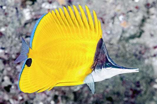 Pez mariposa de pico largo - Forcipiger flavissimus