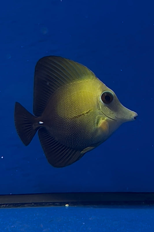 Pez Cirujano Vela - Zebrasoma scopas