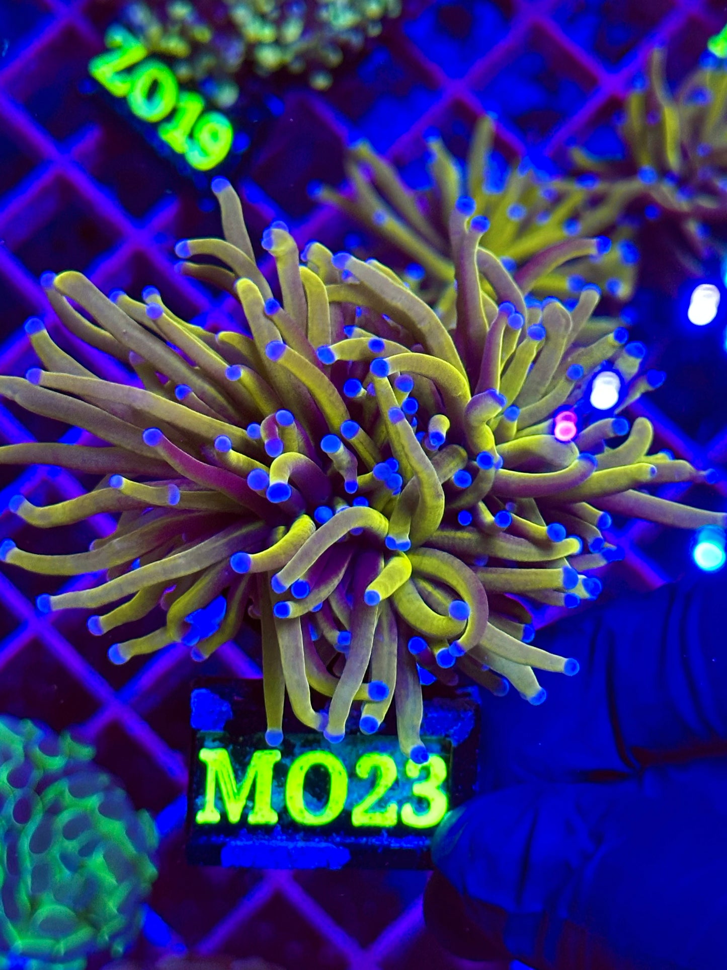 Euphyllia TORCH HOLY GRAIL