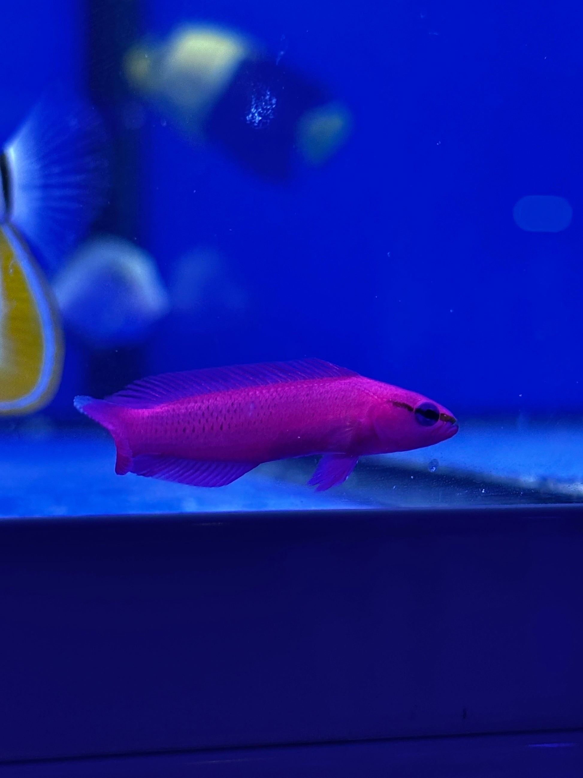 Pseudochromis fridmani (Pseudochromis orquídea) - CoralMastery
