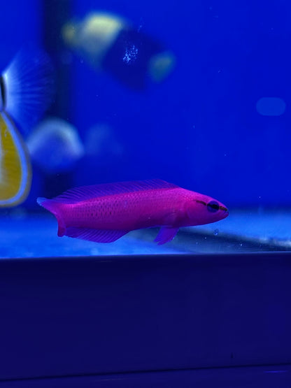 Pseudochromis fridmani (Pseudochromis orquídea) - CoralMastery