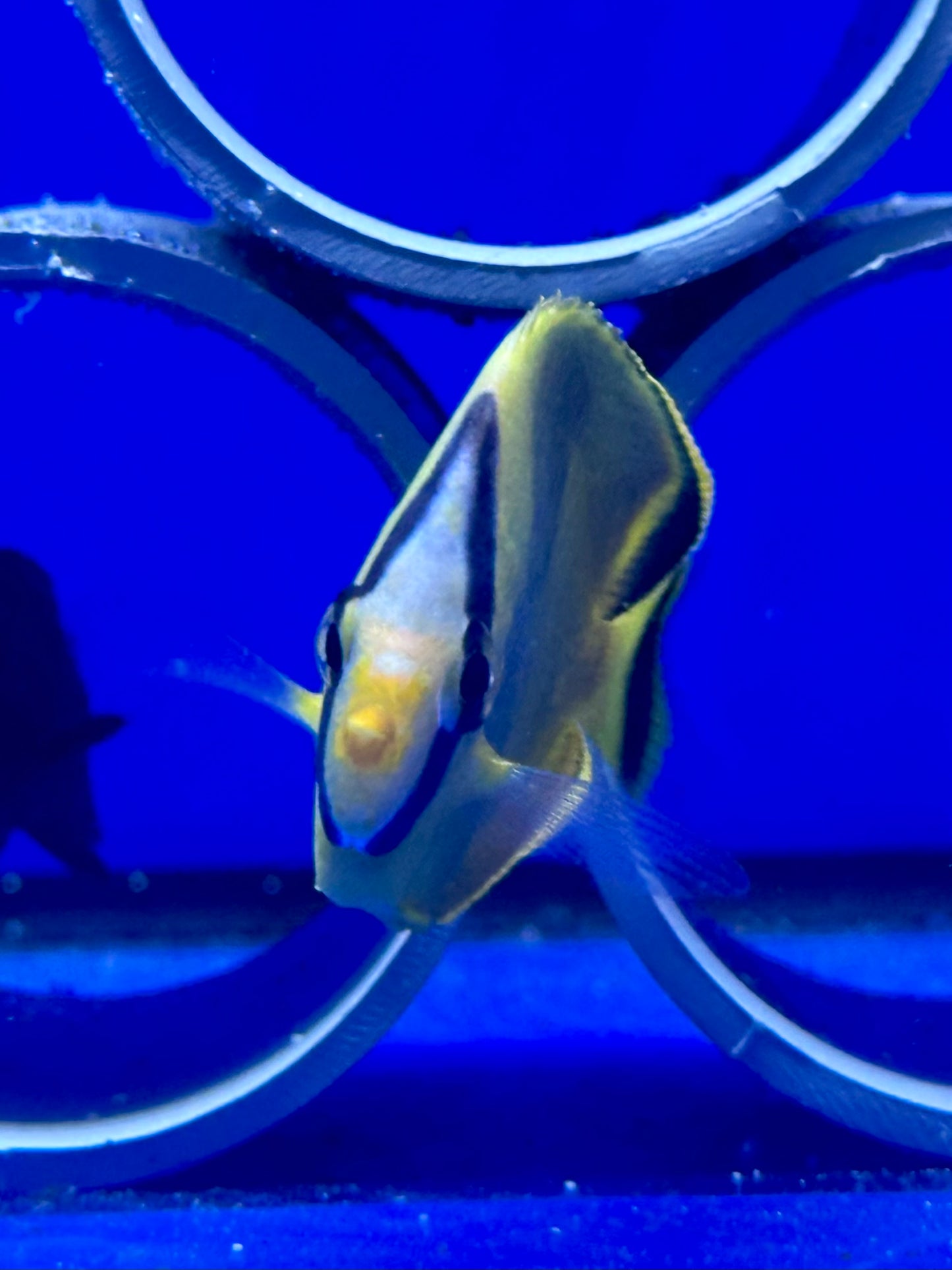 Chaetodon rafflesii (Pez mariposa de Raffles / Lattice Butterflyfish)
