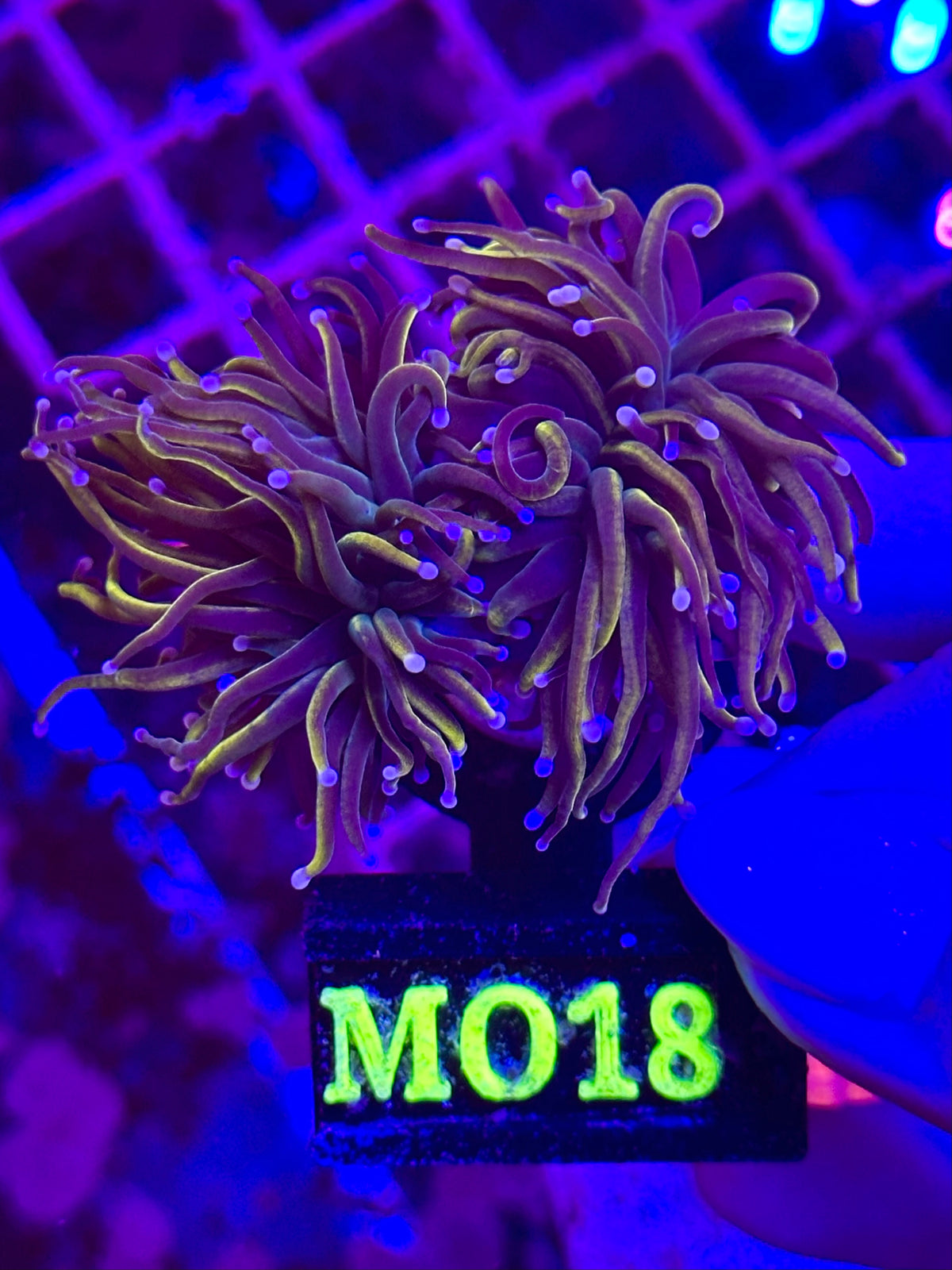 Euphyllia TORCH - GOLD COTTON CANDY TIPS