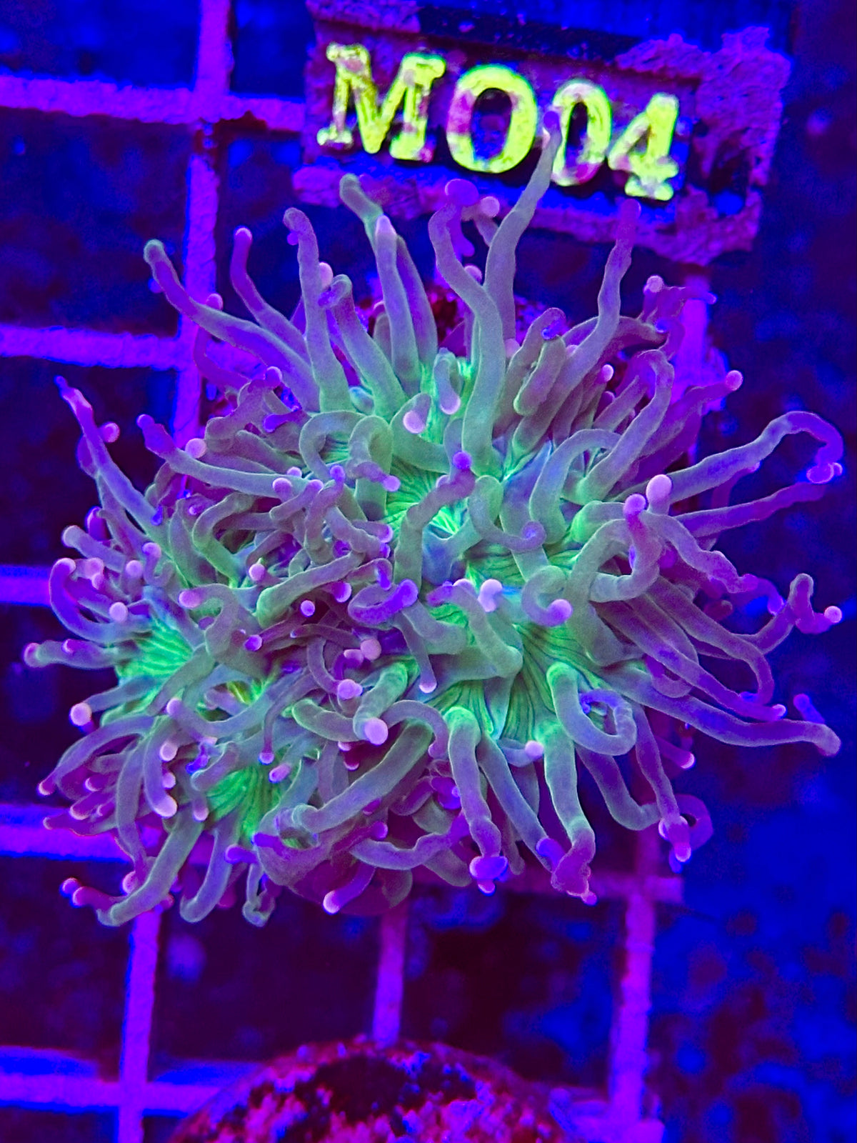 Euphyllia Torch green COTTON CANDY