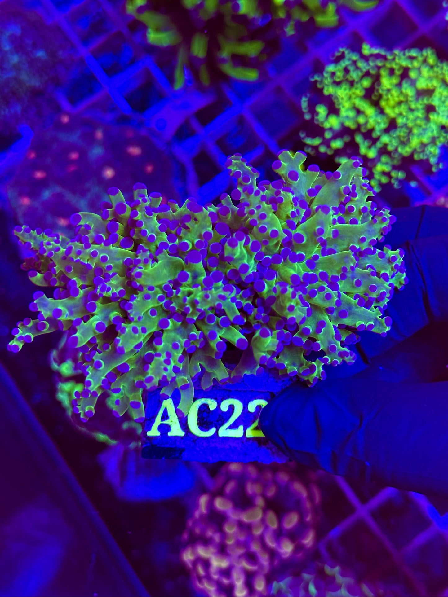 Euphyllia Paradivisa VERDE/MORADA