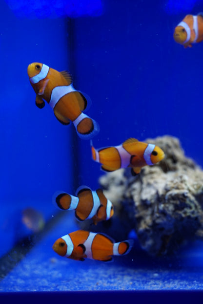 Pez Payaso Común Criado en Cautividad - Amphiprion ocellaris