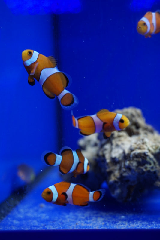Pez Payaso Común Criado en Cautividad - Amphiprion ocellaris