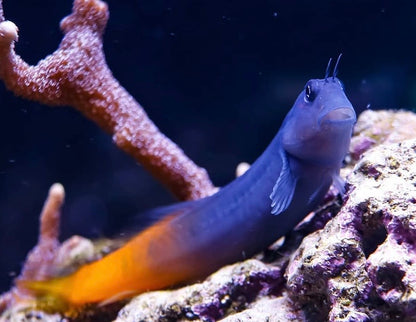 Blenio Bicolor - Ecsenius bicolor - CoralMastery | PECES