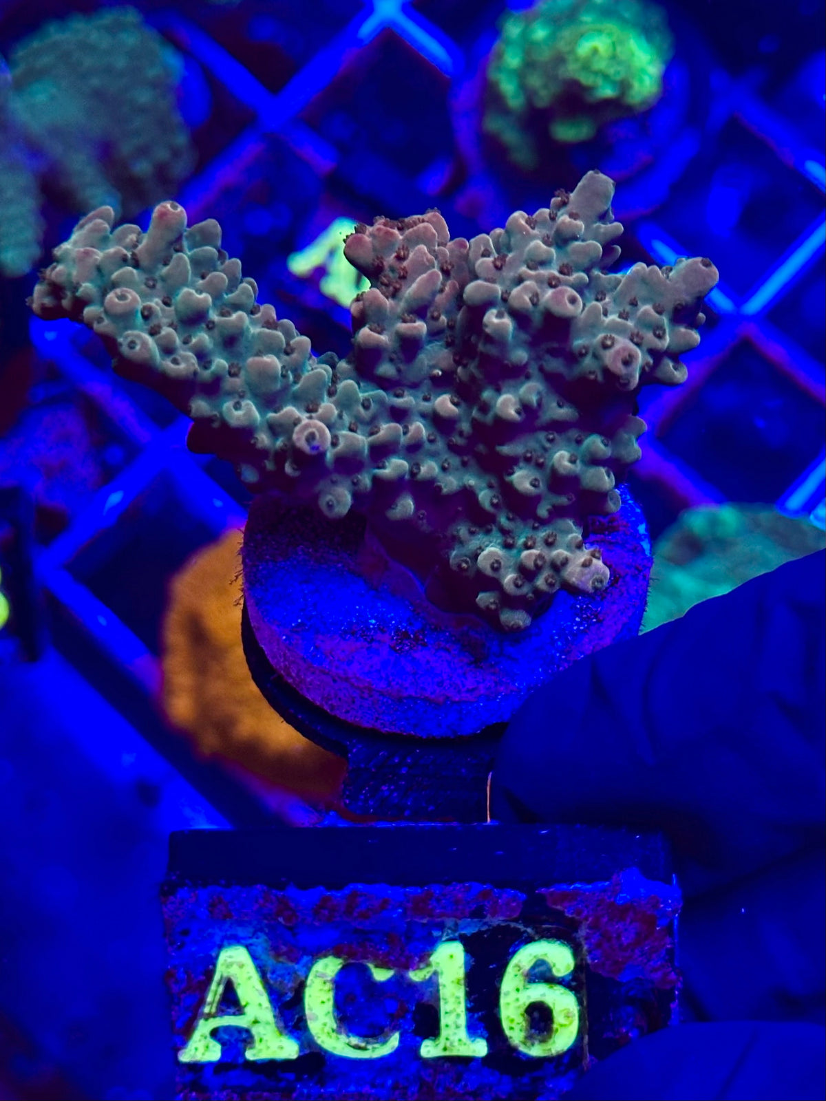 ACROPORA FASCINATION