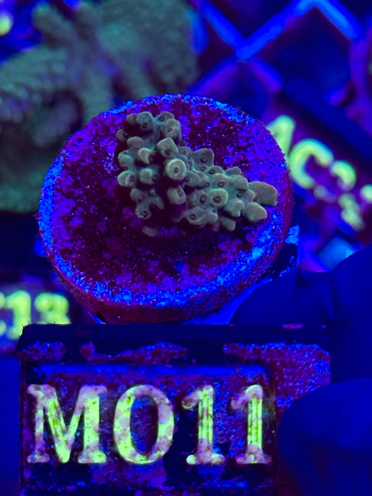 ACROPORA FASCINATION