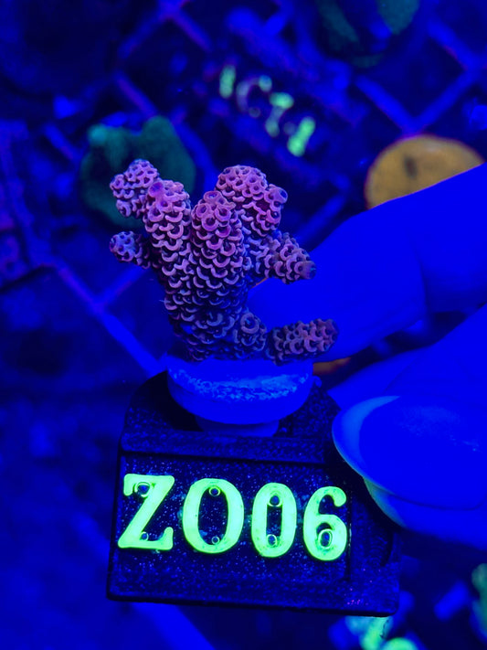 Acropora spp. WYSIWYG 003