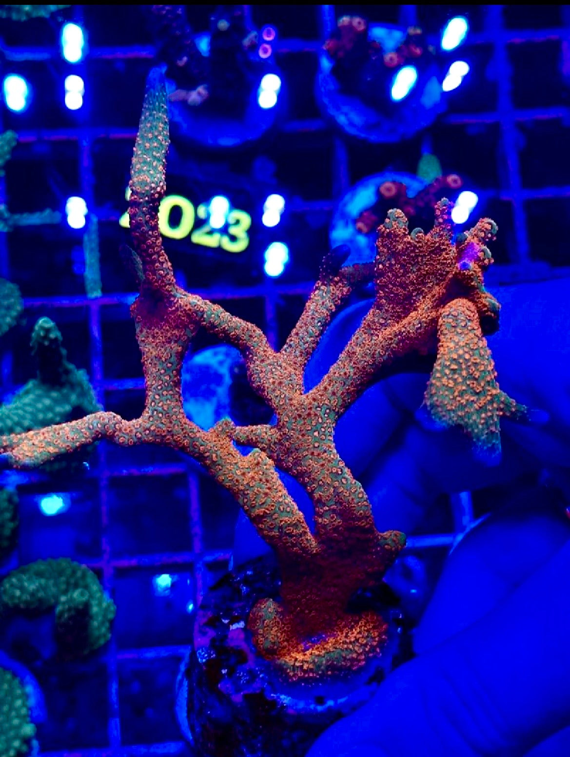Montipora sp. "Forest Fire"