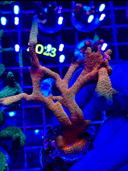 Montipora sp. "Forest Fire"