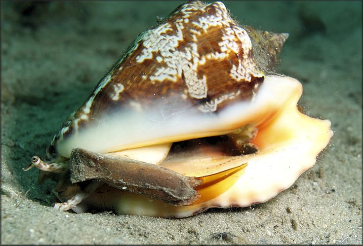 Caracol Arenero - Strombus raninus
