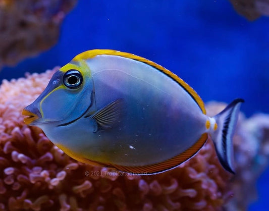 Pez Cirujano Elegante  - Naso elegans